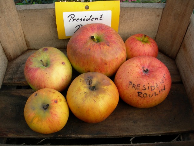 Malus domestica 'President Roulin'